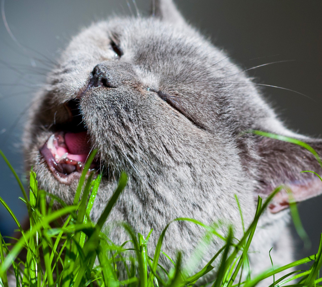 Обои Cat on grass 1080x960