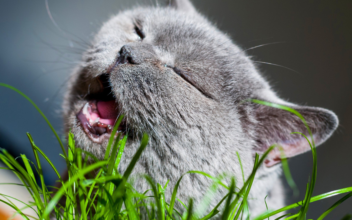 Sfondi Cat on grass 1440x900
