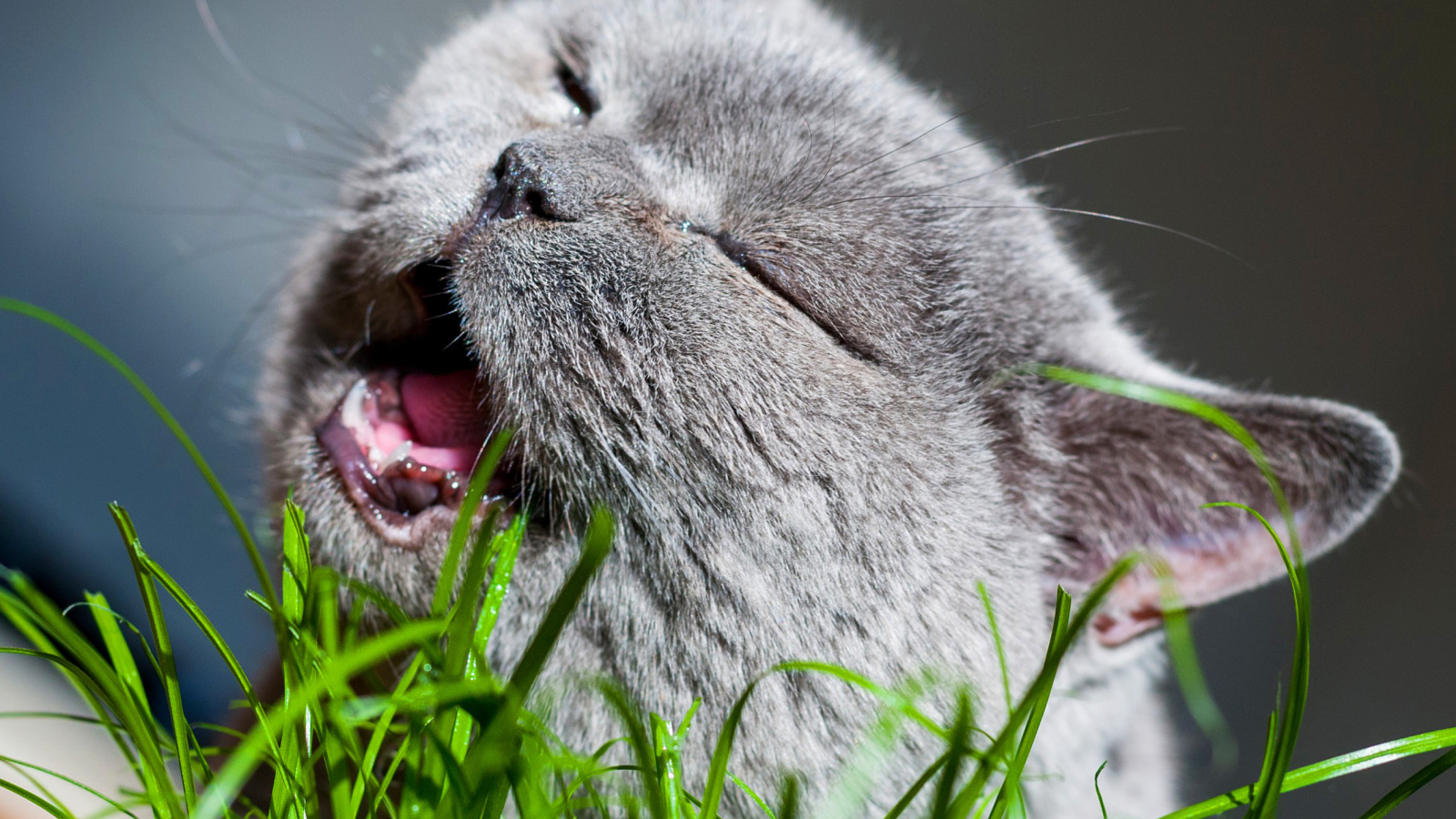 Cat on grass wallpaper 1600x900