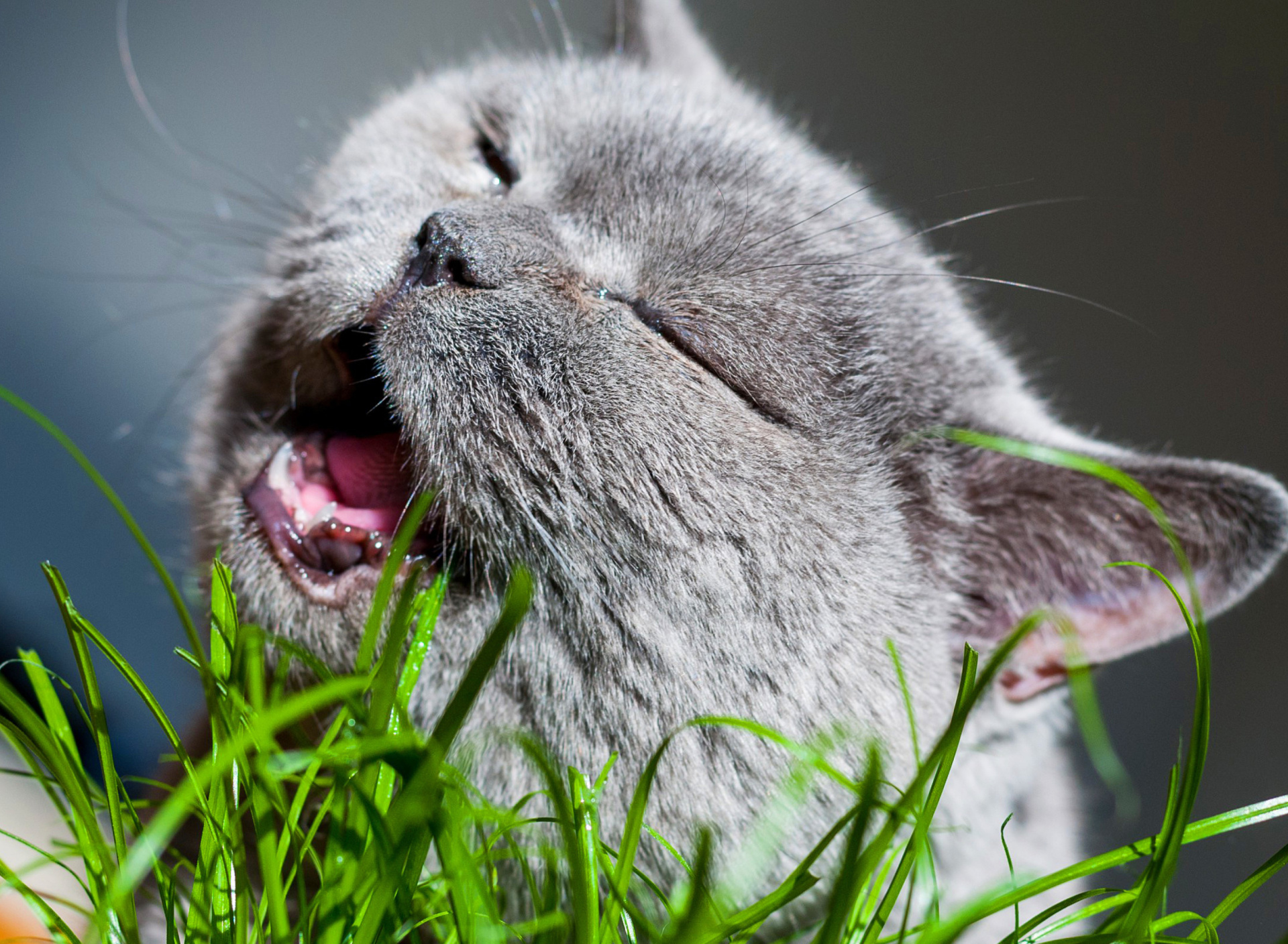 Cat on grass wallpaper 1920x1408