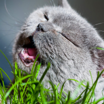 Cat on grass wallpaper 208x208