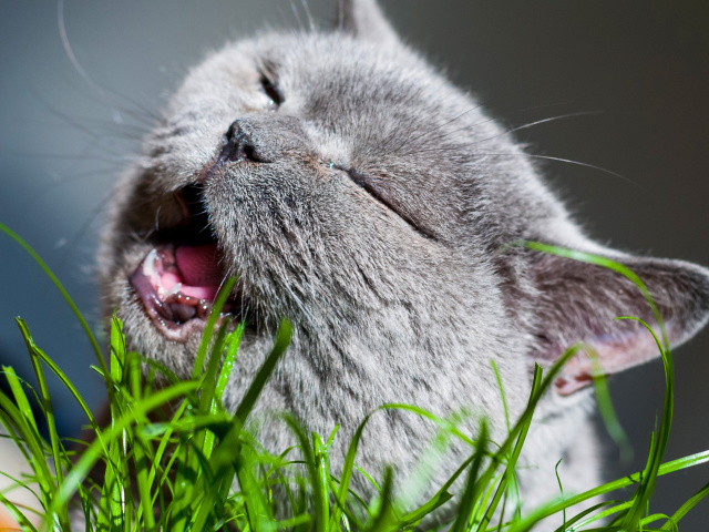 Das Cat on grass Wallpaper 640x480