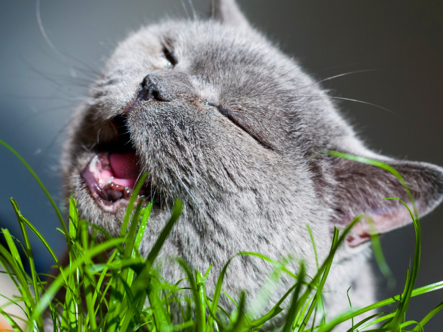 Cat on grass wallpaper 640x480