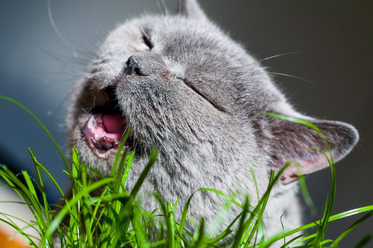 Fondo de pantalla Cat on grass