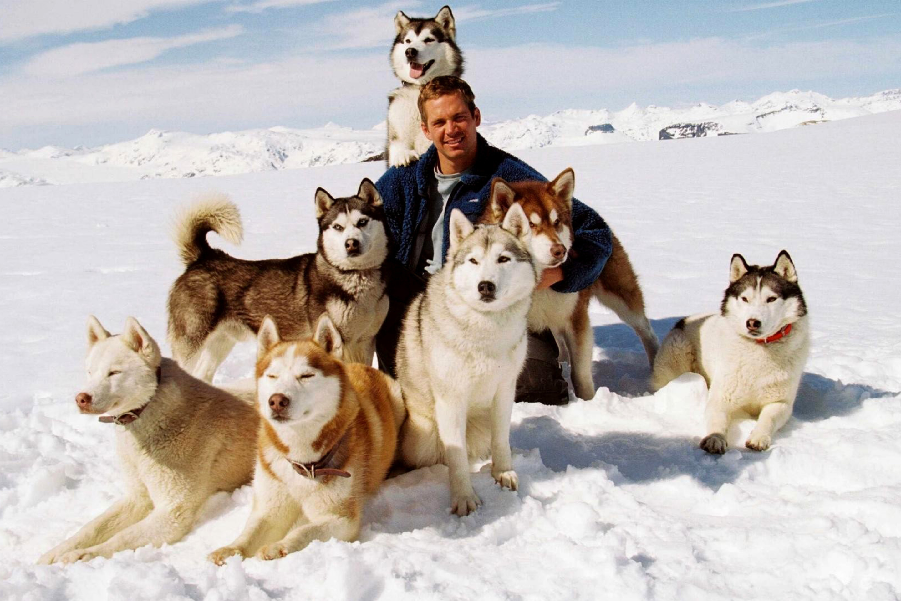 Screenshot №1 pro téma Eight Below Paul Walker 2880x1920