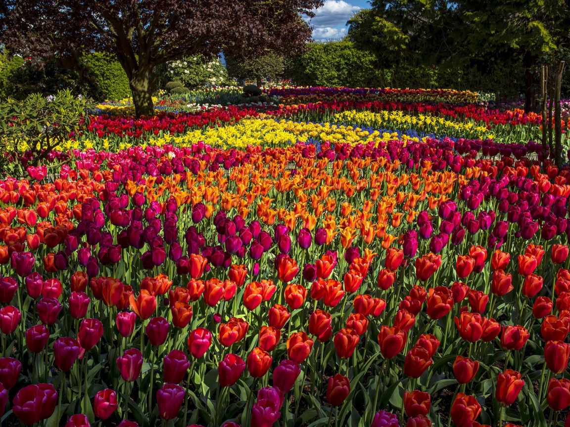 Das Spring Tulips Garden Wallpaper 1152x864