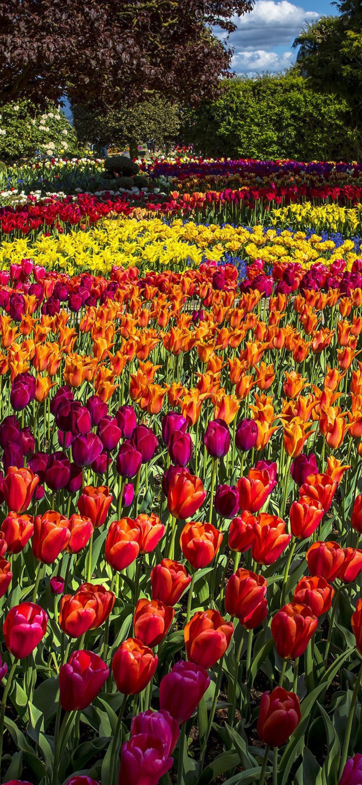 Fondo de pantalla Spring Tulips Garden 1170x2532
