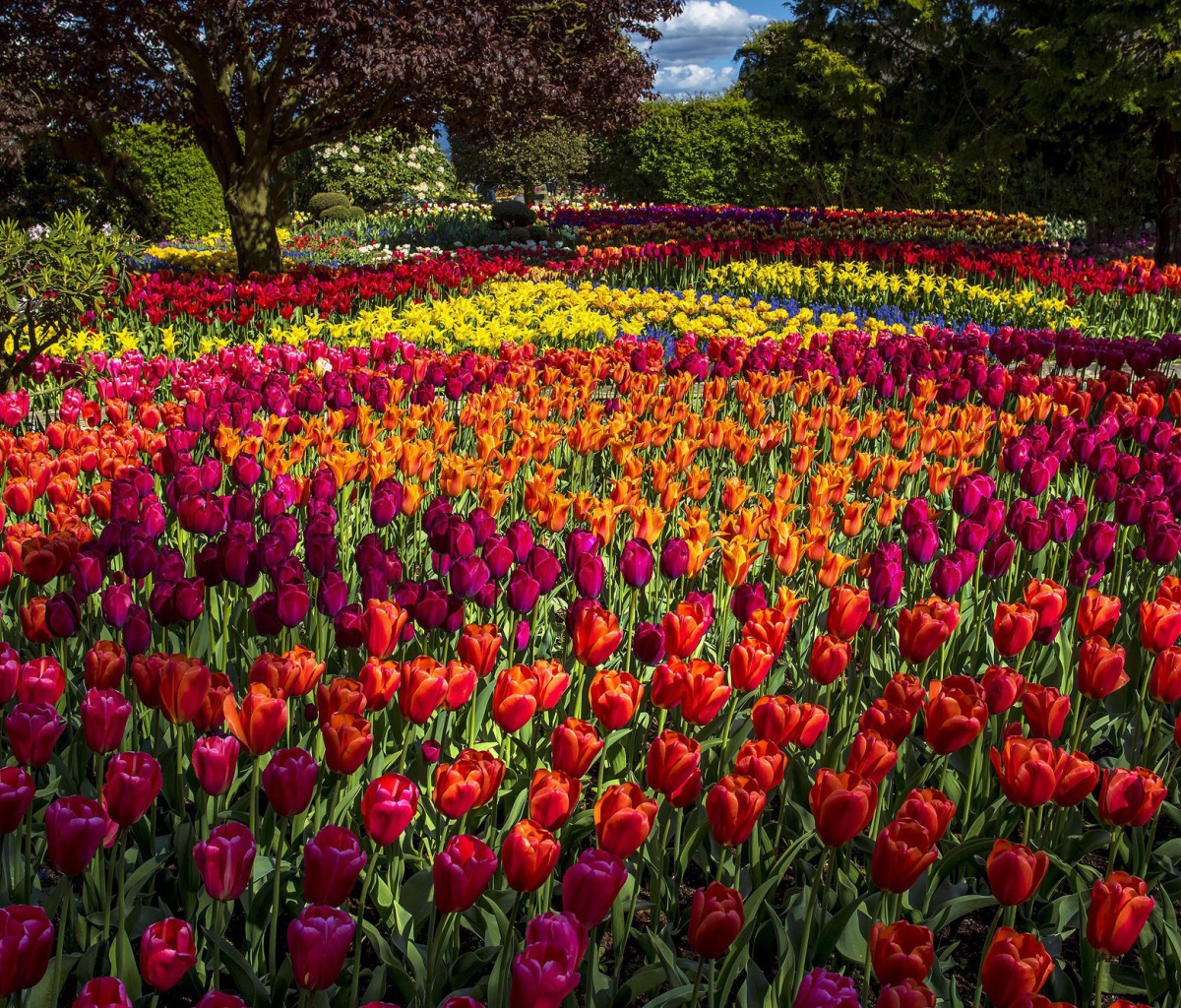 Fondo de pantalla Spring Tulips Garden 1200x1024