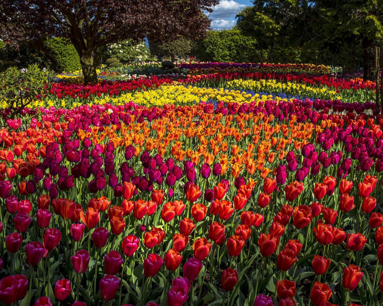 Fondo de pantalla Spring Tulips Garden 1280x1024