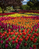 Das Spring Tulips Garden Wallpaper 128x160