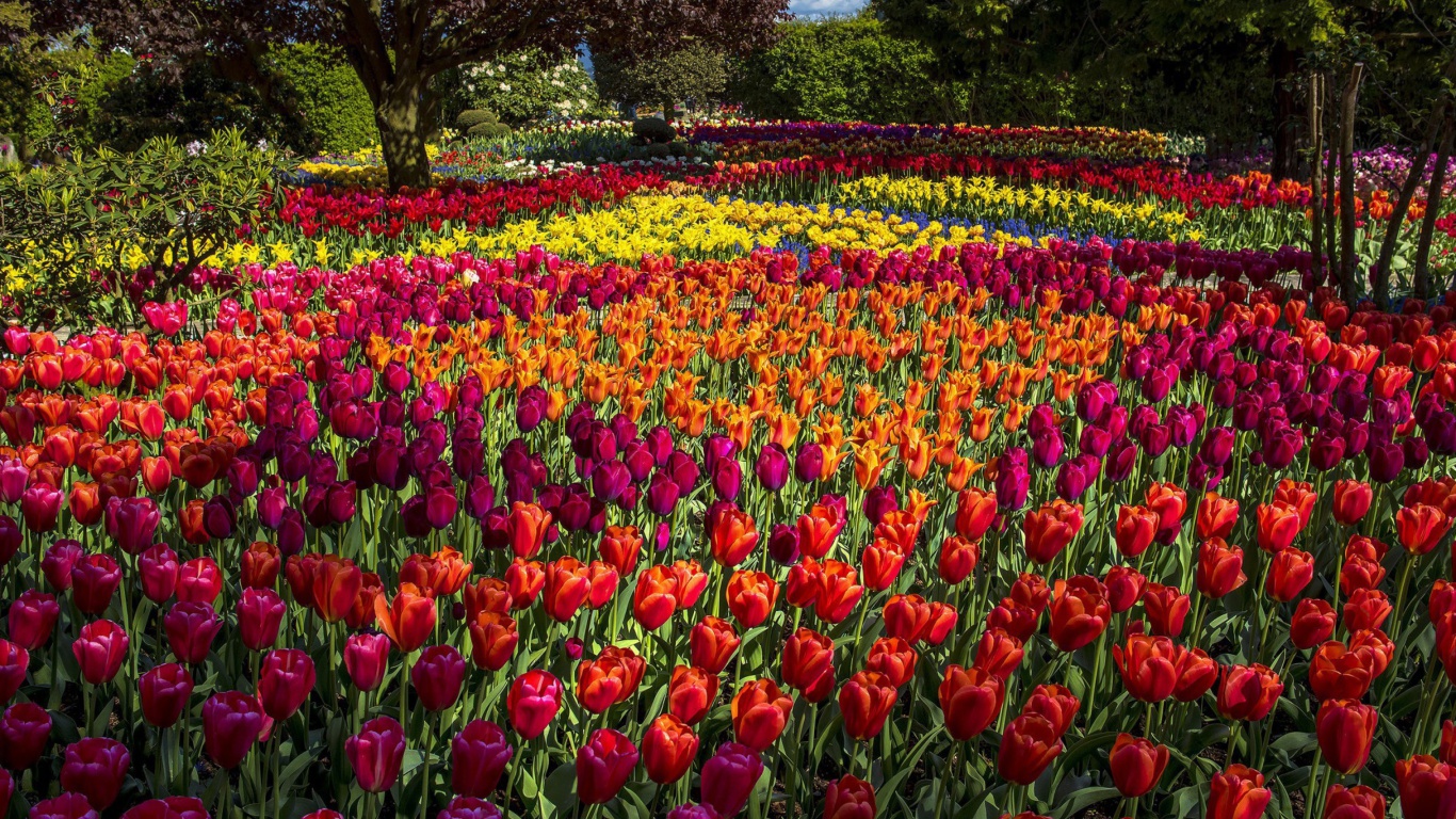 Spring Tulips Garden screenshot #1 1366x768