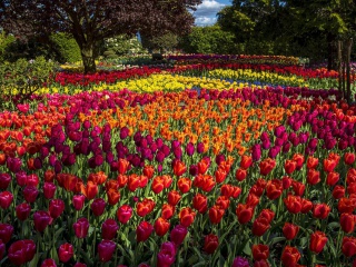 Fondo de pantalla Spring Tulips Garden 320x240