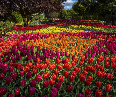 Fondo de pantalla Spring Tulips Garden 480x400