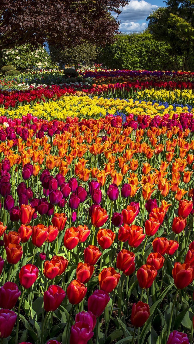 Das Spring Tulips Garden Wallpaper 640x1136