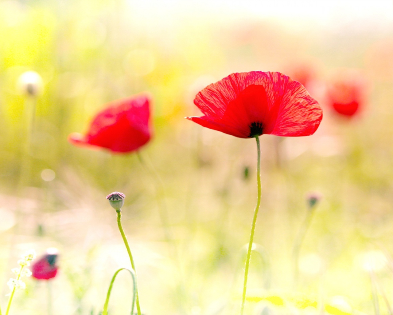 Red Poppies wallpaper 1280x1024
