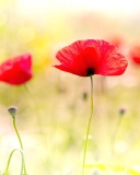 Red Poppies wallpaper 128x160