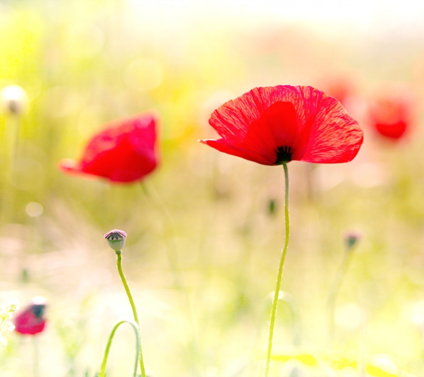 Red Poppies wallpaper 1440x1280