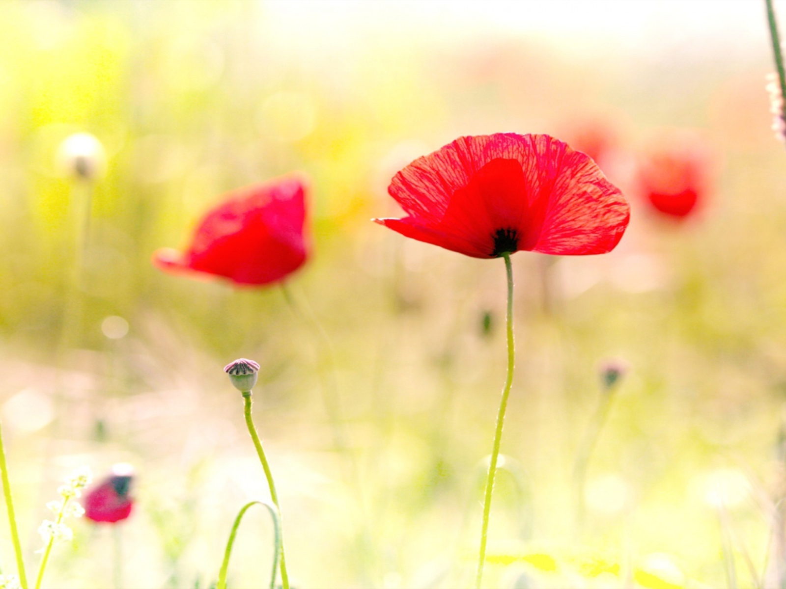 Red Poppies wallpaper 1600x1200