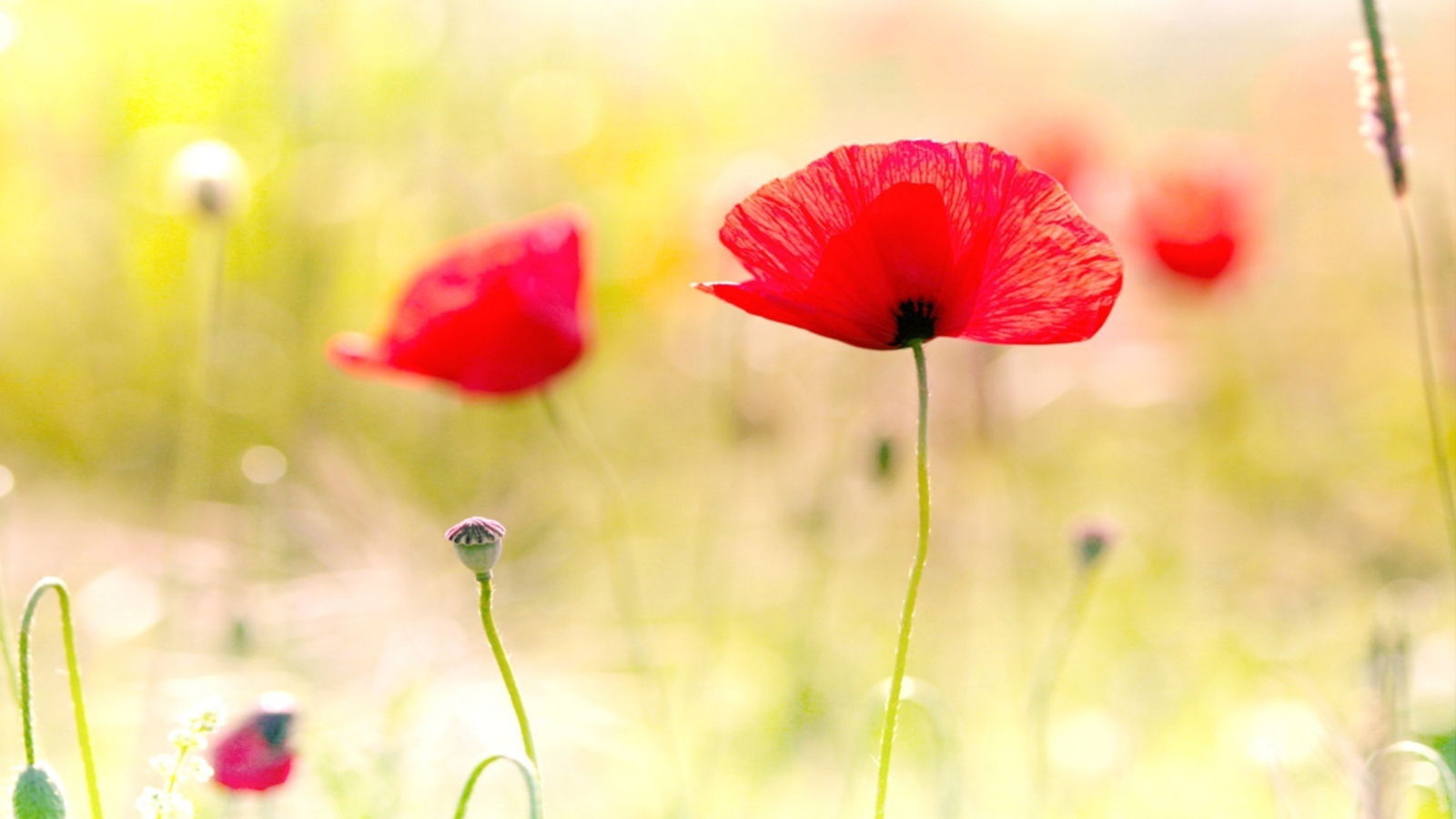 Red Poppies wallpaper 1600x900