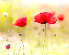 Red Poppies wallpaper 220x176