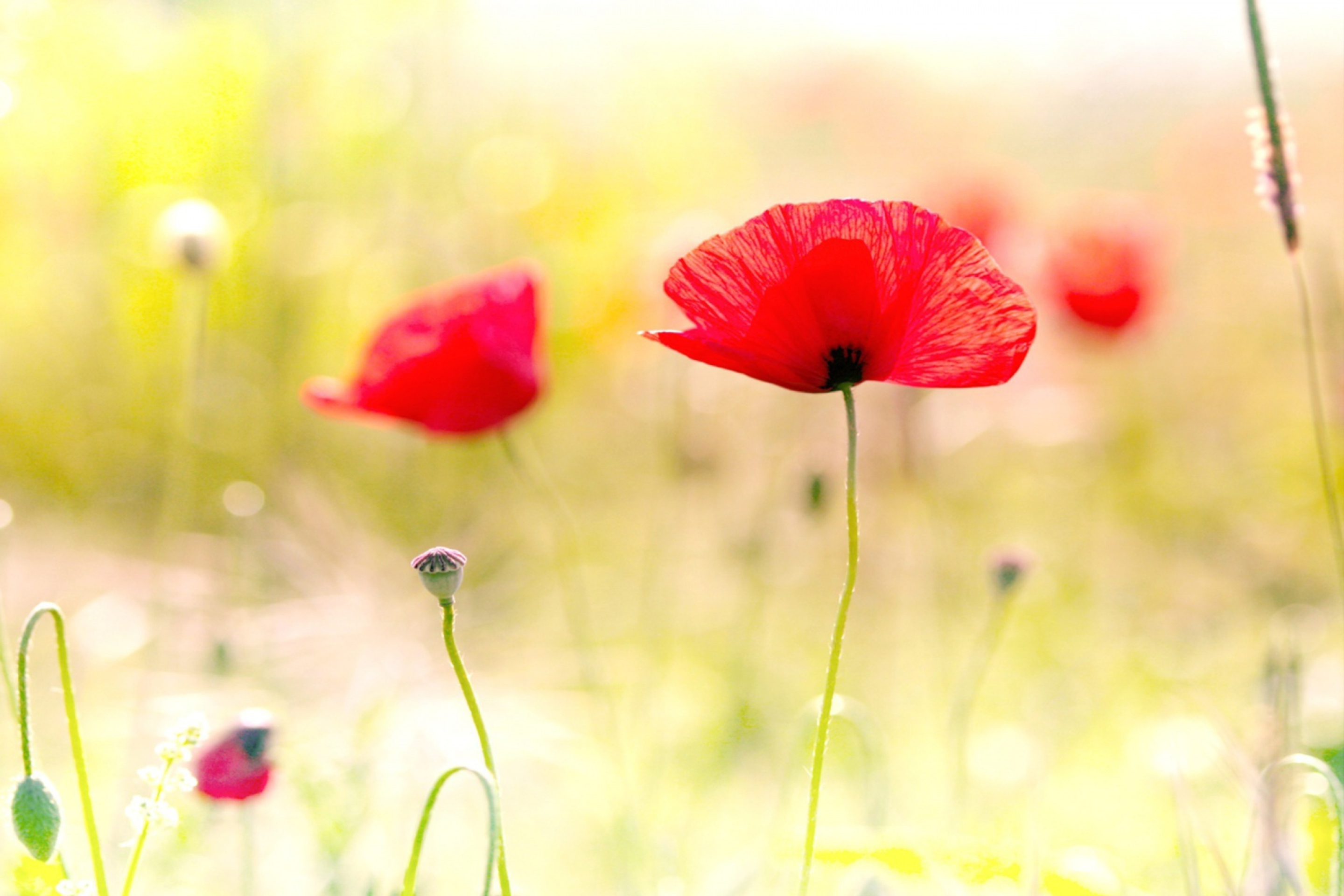 Screenshot №1 pro téma Red Poppies 2880x1920