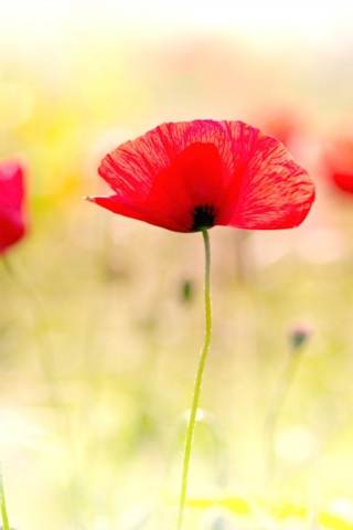 Red Poppies wallpaper 320x480