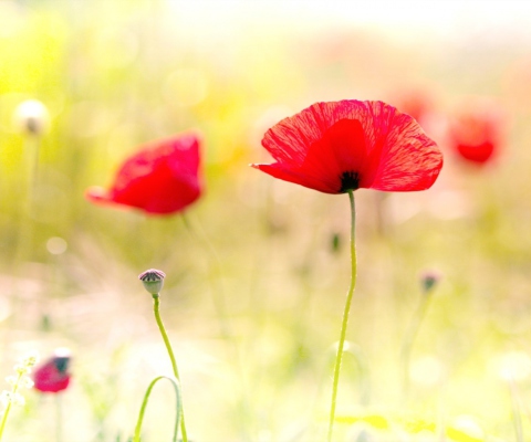 Das Red Poppies Wallpaper 480x400