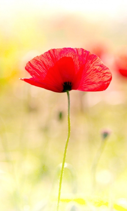 Red Poppies wallpaper 480x800