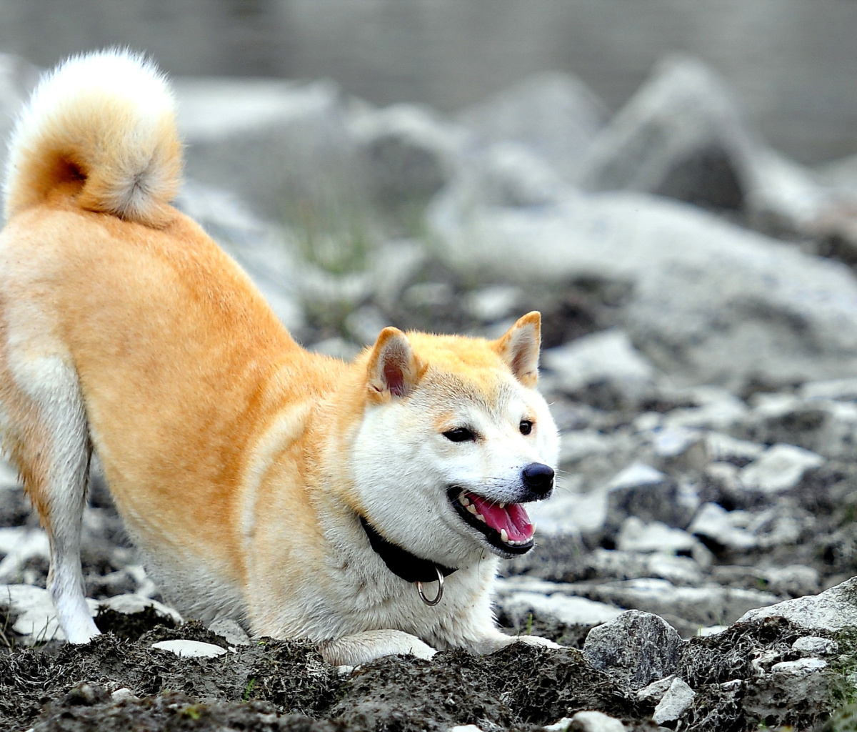 Das Akita Inu Wallpaper 1200x1024