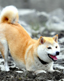 Akita Inu wallpaper 128x160