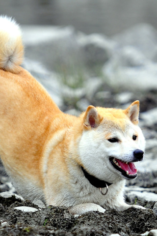 Обои Akita Inu 320x480