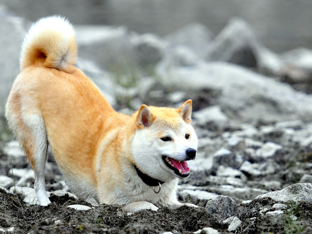 Akita Inu wallpaper 640x480