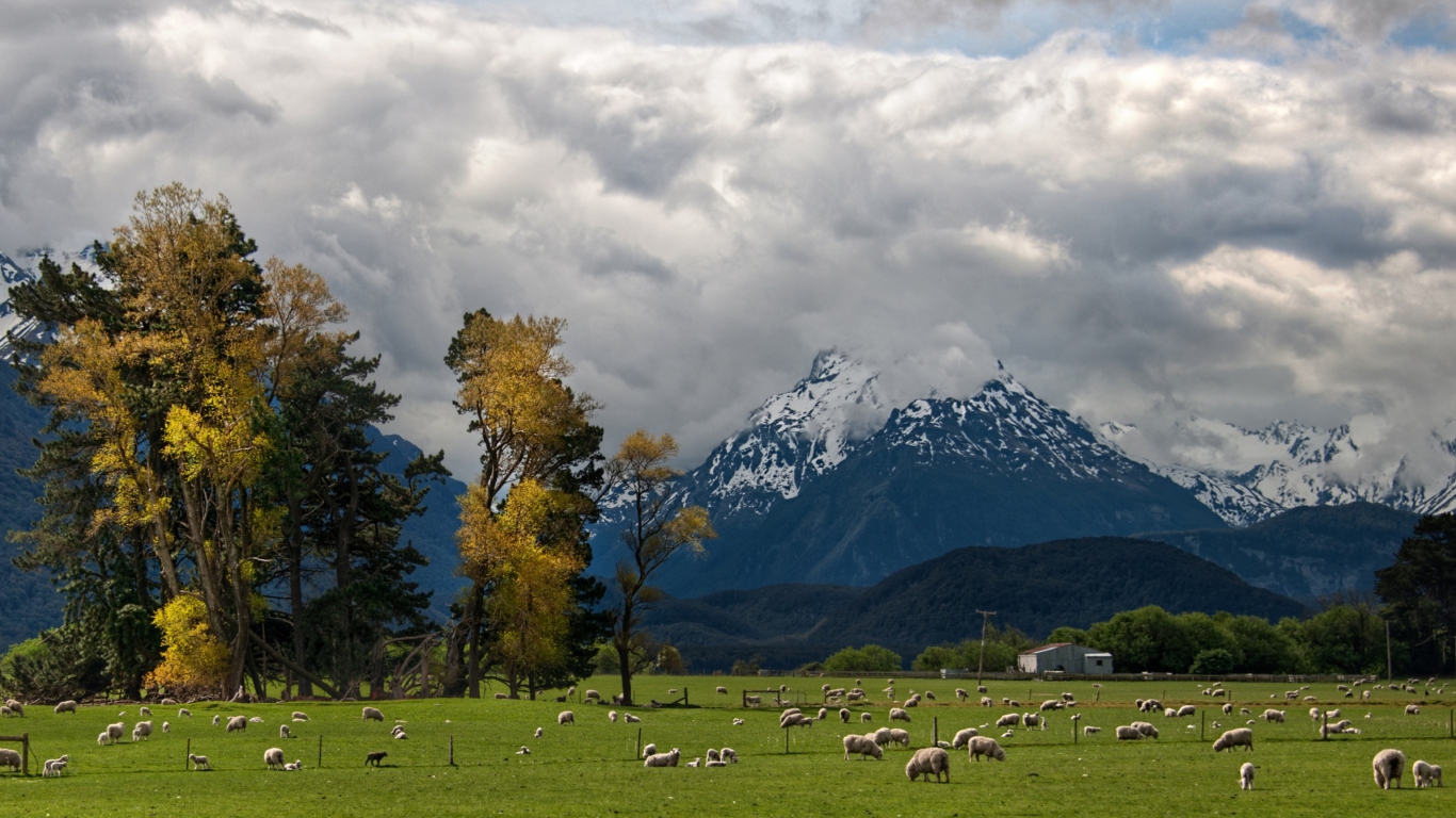 Sfondi Sheeps On Green Field And Mountain View 1366x768