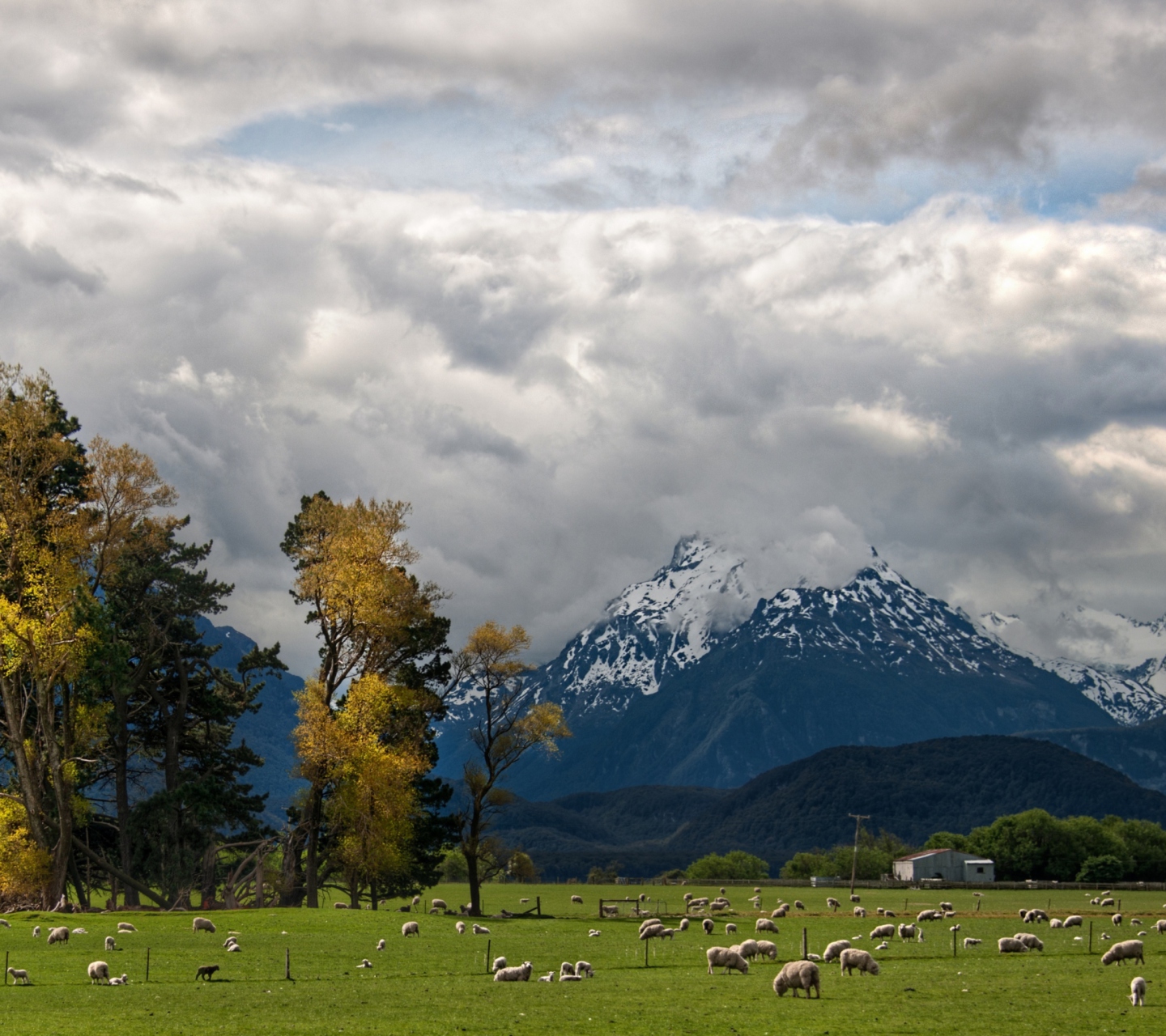 Das Sheeps On Green Field And Mountain View Wallpaper 1440x1280
