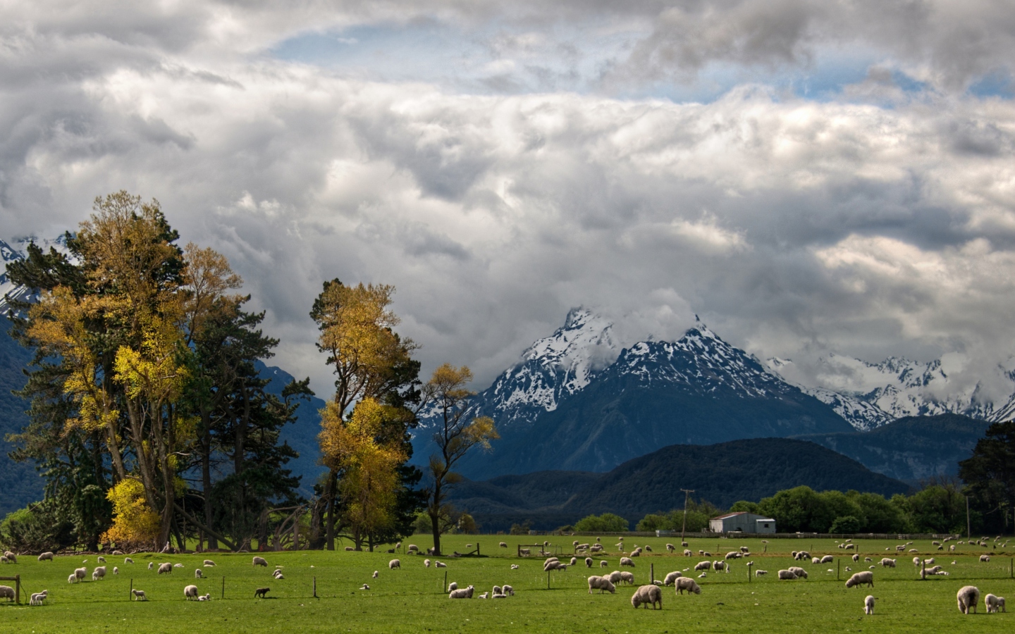 Обои Sheeps On Green Field And Mountain View 1440x900