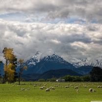 Sheeps On Green Field And Mountain View screenshot #1 208x208
