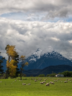 Обои Sheeps On Green Field And Mountain View 240x320