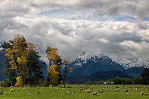 Обои Sheeps On Green Field And Mountain View 480x320