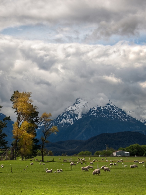 Обои Sheeps On Green Field And Mountain View 480x640