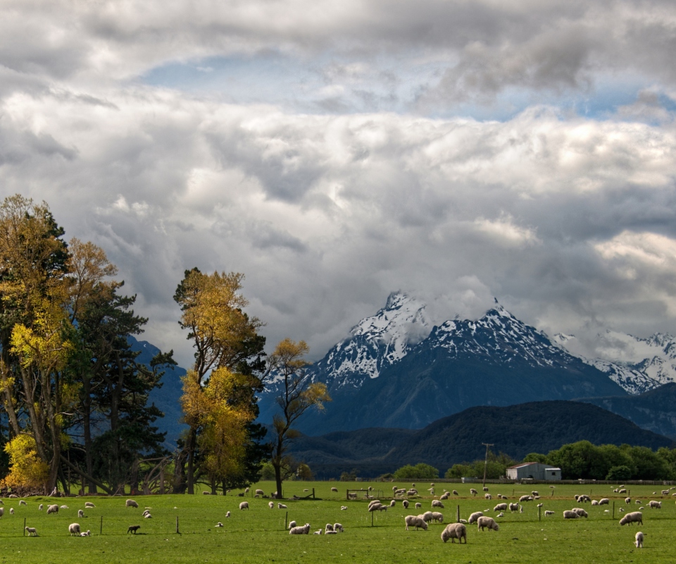 Обои Sheeps On Green Field And Mountain View 960x800