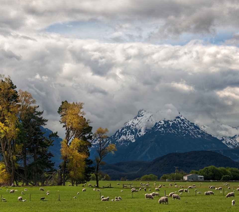 Sfondi Sheeps On Green Field And Mountain View 960x854