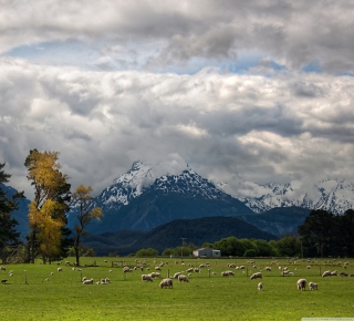 Kostenloses Sheeps On Green Field And Mountain View Wallpaper für iPad Air