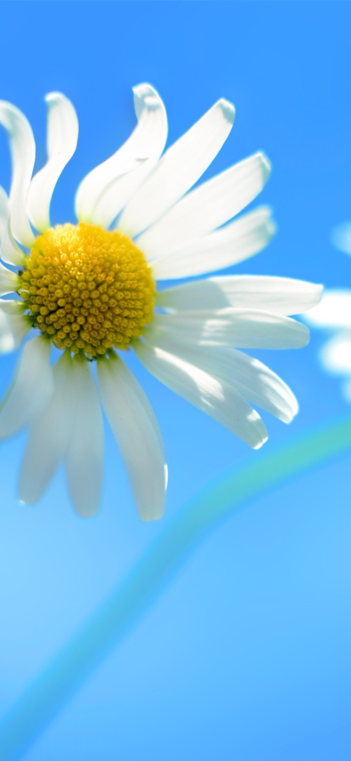 Windows 8 Daisy Flower screenshot #1 1170x2532