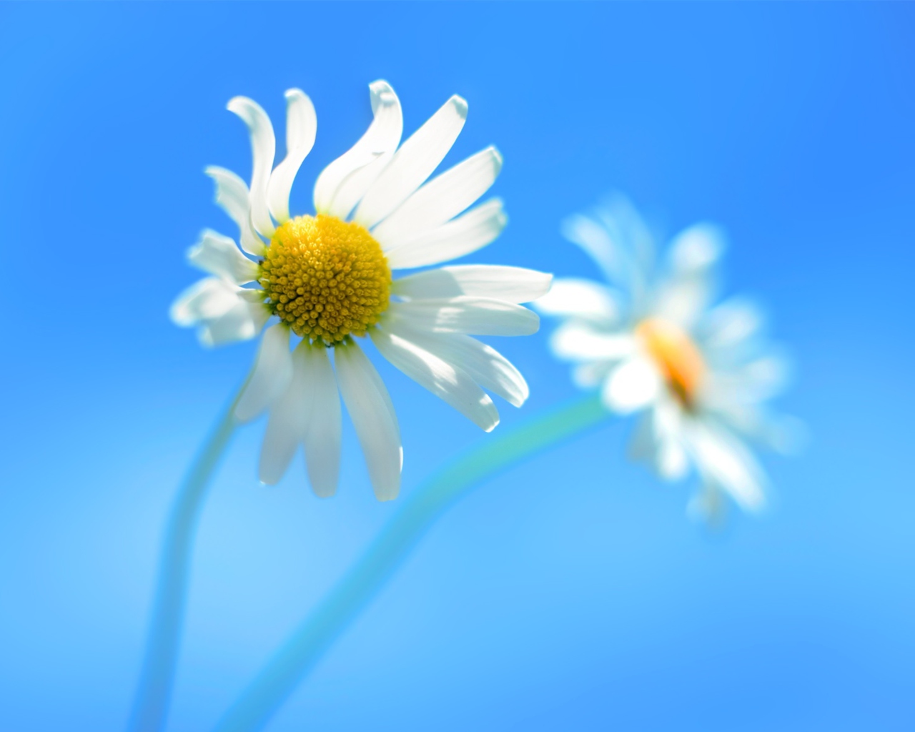 Das Windows 8 Daisy Flower Wallpaper 1280x1024