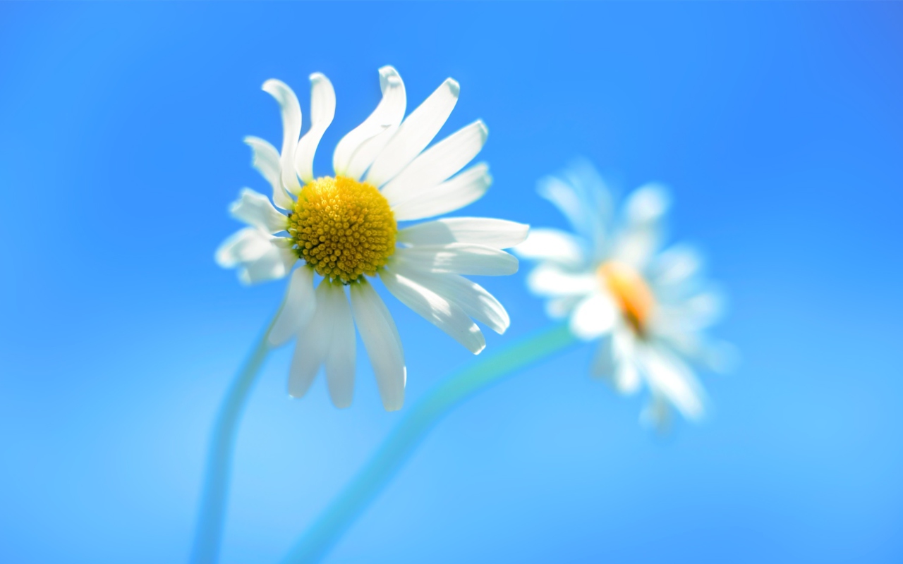 Обои Windows 8 Daisy Flower 1280x800