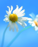 Das Windows 8 Daisy Flower Wallpaper 128x160