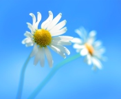 Das Windows 8 Daisy Flower Wallpaper 176x144