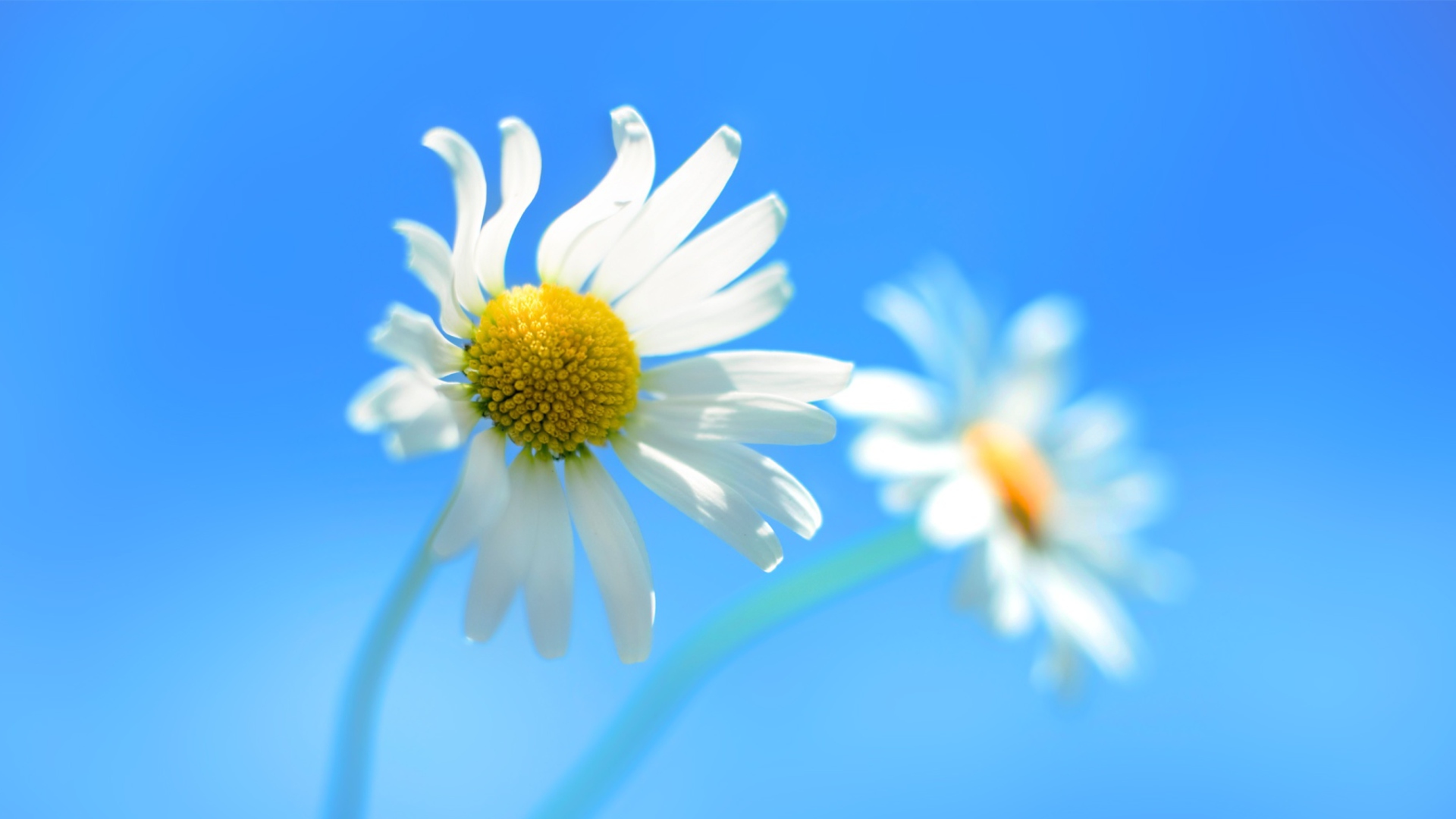 Windows 8 Daisy Flower screenshot #1 1920x1080