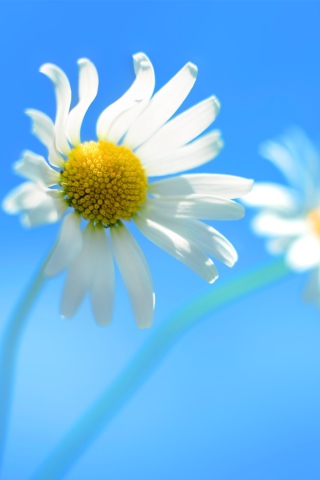 Screenshot №1 pro téma Windows 8 Daisy Flower 320x480