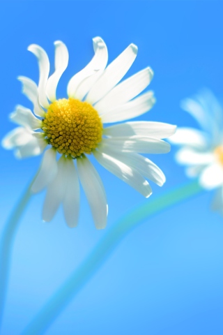 Обои Windows 8 Daisy Flower 320x480